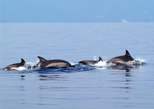 Saron Marine - Netherlands